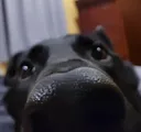 SNIFFER SNIFFER