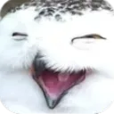 owlol