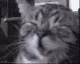 CATW