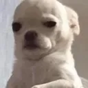 judgestare