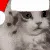 xmascat