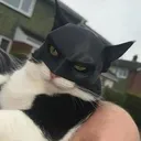 batcat