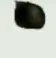 catspin