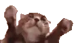 cat_clappi