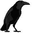 crow