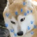 dogstressed