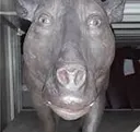 Vaca