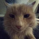 catreally