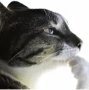 thonking