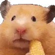 hamster
