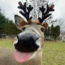 deerp3