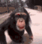 MonkeKiss Discord emoji