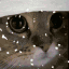 pA_Christ_MEOW Discord emoji