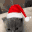 pA_catky Discord emoji
