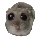 IXRay_sad_hamster