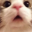 E_cat_ooo Discord emoji