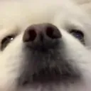 xiaobaoBoopTheSnoot