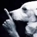 dog_shh
