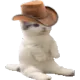 catsit
