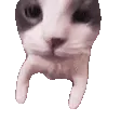 catKISS