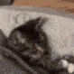 gn