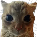 catMeme