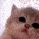 kittyJAM