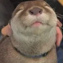 chubbyassotter