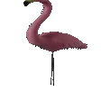 flamingo flamingo