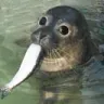 fishedseal