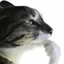 Pondering