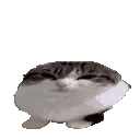 wawacat