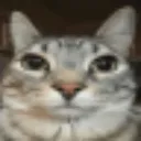 cat_stare