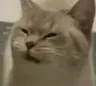 Catconfused