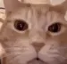 orangecatlaughing