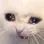 catcry