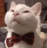 freshTO Discord emoji