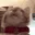 catfast