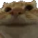 catnodders
