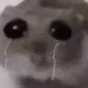 hampter_cry