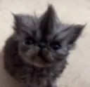 rufus rufus