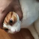 MingCat