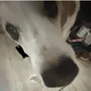 stuopiddog
