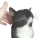 pets