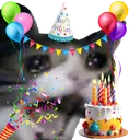 birthdaycat birthdaycat