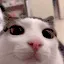 Plink