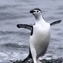 penguin