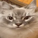 5139skymaow 5139skymaow