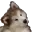 etcDoggoWonder