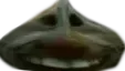 xddgarlic